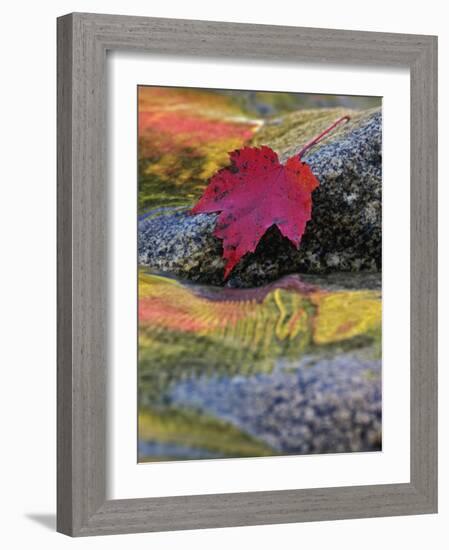 Red Maple Leaf on Rock in Swift River, White Mountain National Forest, New Hampshire, USA-Adam Jones-Framed Photographic Print