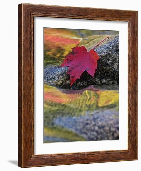 Red Maple Leaf on Rock in Swift River, White Mountain National Forest, New Hampshire, USA-Adam Jones-Framed Photographic Print