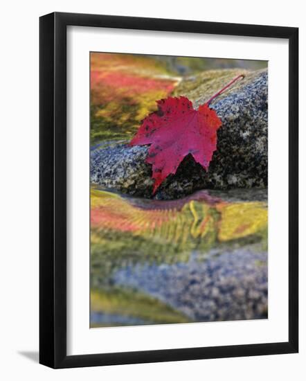 Red Maple Leaf on Rock in Swift River, White Mountain National Forest, New Hampshire, USA-Adam Jones-Framed Photographic Print