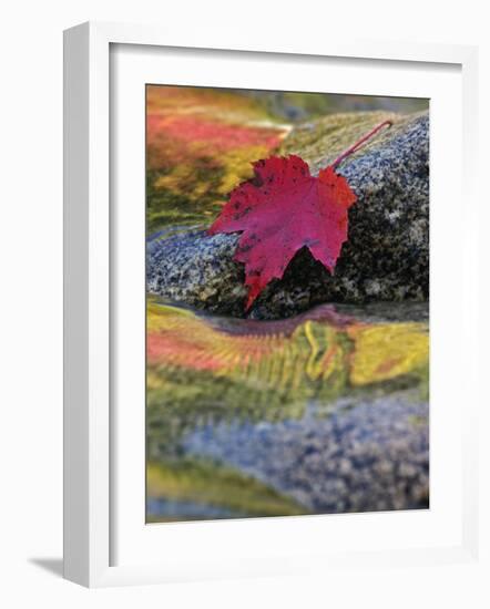 Red Maple Leaf on Rock in Swift River, White Mountain National Forest, New Hampshire, USA-Adam Jones-Framed Photographic Print