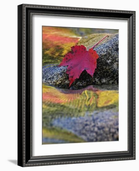 Red Maple Leaf on Rock in Swift River, White Mountain National Forest, New Hampshire, USA-Adam Jones-Framed Photographic Print