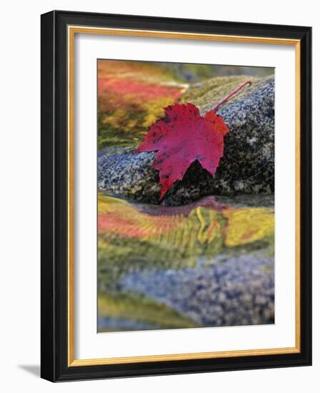 Red Maple Leaf on Rock in Swift River, White Mountain National Forest, New Hampshire, USA-Adam Jones-Framed Photographic Print