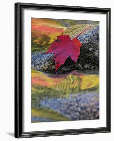 Red Maple Leaf on Rock in Swift River, White Mountain National Forest, New Hampshire, USA-Adam Jones-Framed Photographic Print