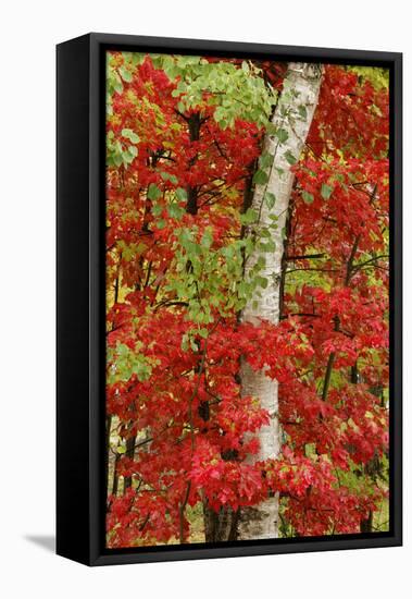 Red maple leaves in autumn and white birch tree trunk, Michigan.-Adam Jones-Framed Premier Image Canvas