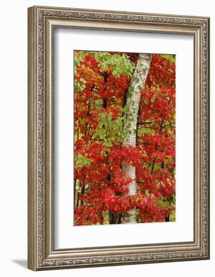 Red maple leaves in autumn and white birch tree trunk, Michigan.-Adam Jones-Framed Photographic Print