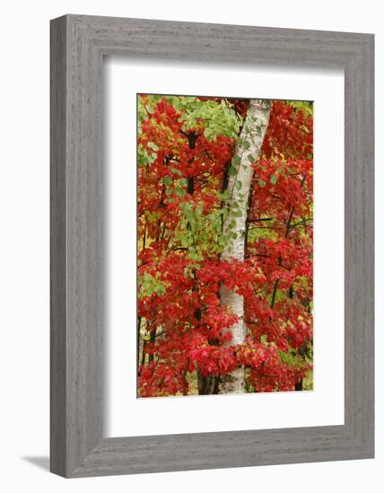 Red maple leaves in autumn and white birch tree trunk, Michigan.-Adam Jones-Framed Photographic Print