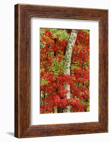 Red maple leaves in autumn and white birch tree trunk, Michigan.-Adam Jones-Framed Photographic Print