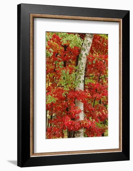 Red maple leaves in autumn and white birch tree trunk, Michigan.-Adam Jones-Framed Photographic Print