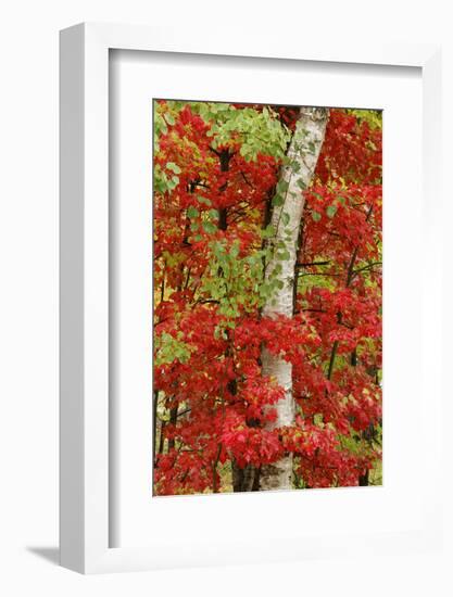 Red maple leaves in autumn and white birch tree trunk, Michigan.-Adam Jones-Framed Photographic Print