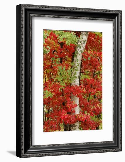 Red maple leaves in autumn and white birch tree trunk, Michigan.-Adam Jones-Framed Photographic Print