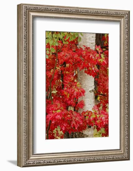 Red Maple Leaves in Autumn and White Birch Tree Trunk, Upper Peninsula of Michigan-Adam Jones-Framed Photographic Print