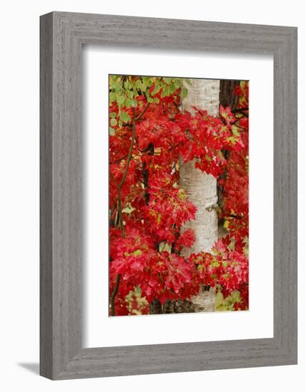 Red Maple Leaves in Autumn and White Birch Tree Trunk, Upper Peninsula of Michigan-Adam Jones-Framed Photographic Print