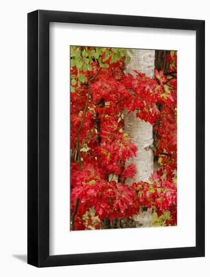 Red Maple Leaves in Autumn and White Birch Tree Trunk, Upper Peninsula of Michigan-Adam Jones-Framed Photographic Print