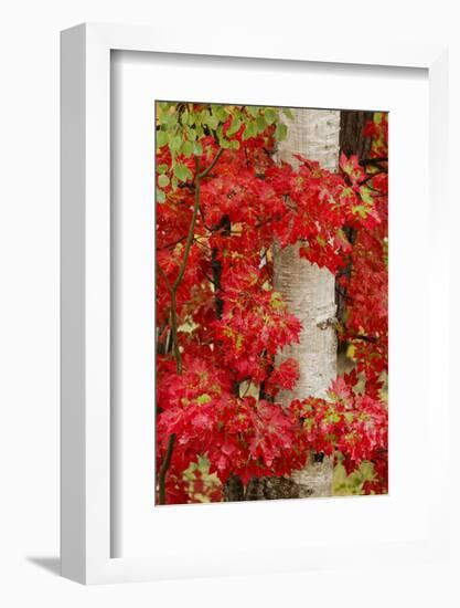 Red Maple Leaves in Autumn and White Birch Tree Trunk, Upper Peninsula of Michigan-Adam Jones-Framed Photographic Print