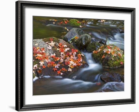 Red Maple Leaves, Little Carp River, Porcupine Mountains State Park, Michigan, USA-Chuck Haney-Framed Photographic Print