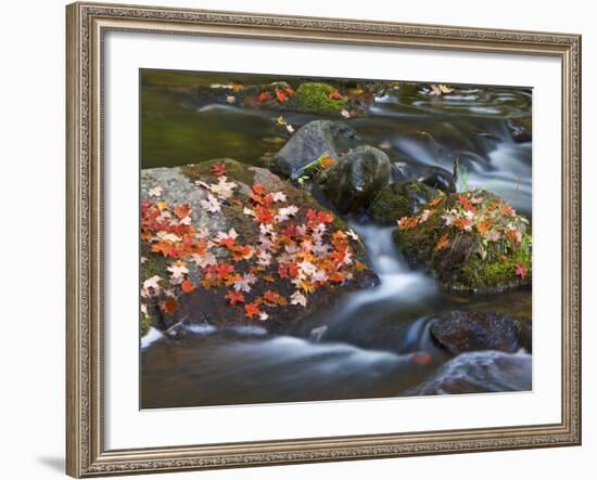 Red Maple Leaves, Little Carp River, Porcupine Mountains State Park, Michigan, USA-Chuck Haney-Framed Photographic Print