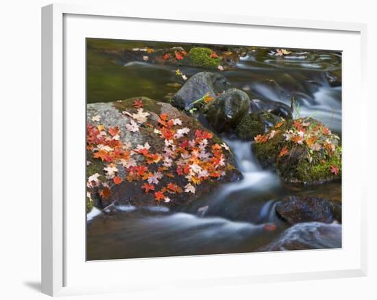 Red Maple Leaves, Little Carp River, Porcupine Mountains State Park, Michigan, USA-Chuck Haney-Framed Photographic Print