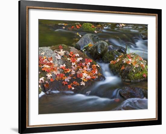 Red Maple Leaves, Little Carp River, Porcupine Mountains State Park, Michigan, USA-Chuck Haney-Framed Photographic Print