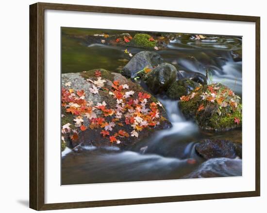 Red Maple Leaves, Little Carp River, Porcupine Mountains State Park, Michigan, USA-Chuck Haney-Framed Photographic Print