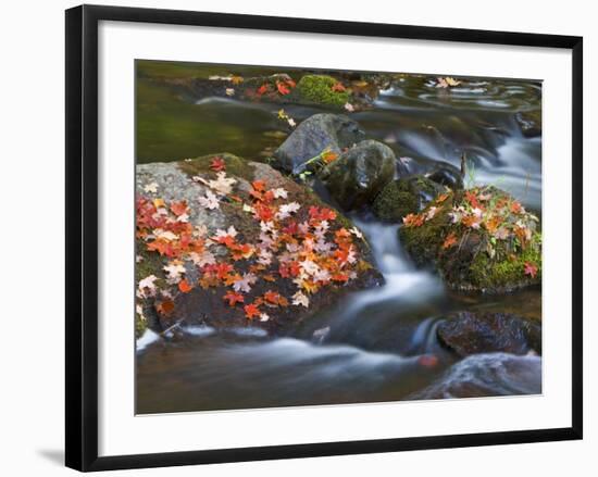 Red Maple Leaves, Little Carp River, Porcupine Mountains State Park, Michigan, USA-Chuck Haney-Framed Photographic Print