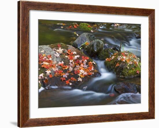 Red Maple Leaves, Little Carp River, Porcupine Mountains State Park, Michigan, USA-Chuck Haney-Framed Photographic Print