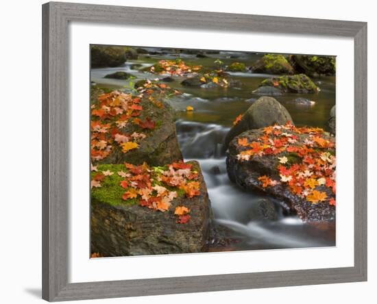 Red Maple Leaves, Little Carp River, Porcupine Mountains State Park, Michigan, USA-Chuck Haney-Framed Photographic Print