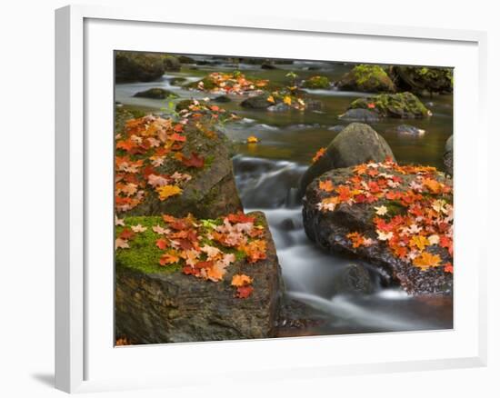 Red Maple Leaves, Little Carp River, Porcupine Mountains State Park, Michigan, USA-Chuck Haney-Framed Photographic Print