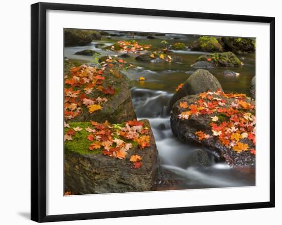 Red Maple Leaves, Little Carp River, Porcupine Mountains State Park, Michigan, USA-Chuck Haney-Framed Photographic Print