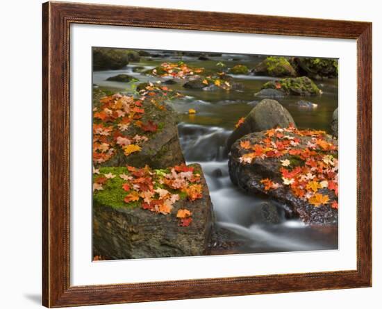 Red Maple Leaves, Little Carp River, Porcupine Mountains State Park, Michigan, USA-Chuck Haney-Framed Photographic Print