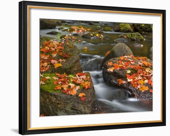 Red Maple Leaves, Little Carp River, Porcupine Mountains State Park, Michigan, USA-Chuck Haney-Framed Photographic Print