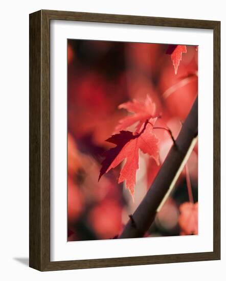Red Maple Leaves-Jana Liebenstein-Framed Photographic Print