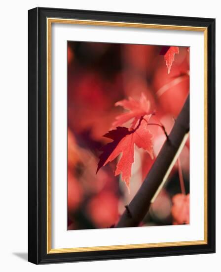 Red Maple Leaves-Jana Liebenstein-Framed Photographic Print