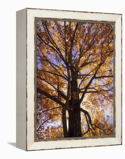 Red Maple Tree, Kentucky, USA-Adam Jones-Framed Premier Image Canvas