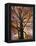 Red Maple Tree, Kentucky, USA-Adam Jones-Framed Premier Image Canvas