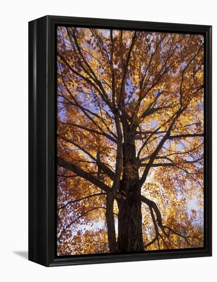 Red Maple Tree, Kentucky, USA-Adam Jones-Framed Premier Image Canvas