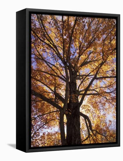 Red Maple Tree, Kentucky, USA-Adam Jones-Framed Premier Image Canvas