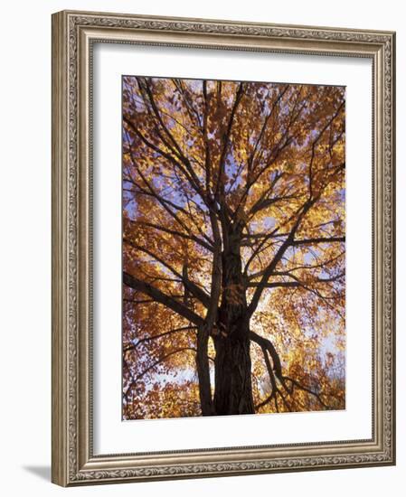 Red Maple Tree, Kentucky, USA-Adam Jones-Framed Photographic Print