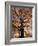 Red Maple Tree, Kentucky, USA-Adam Jones-Framed Photographic Print