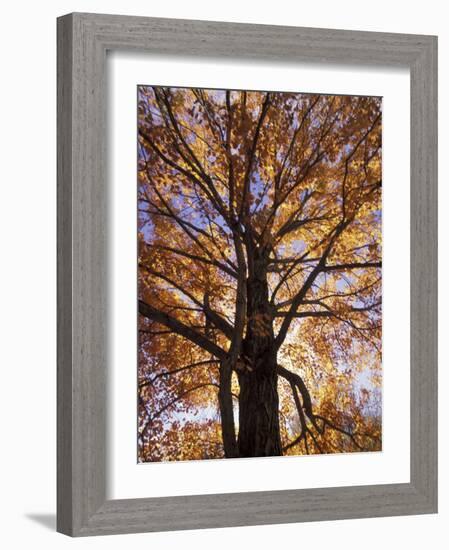 Red Maple Tree, Kentucky, USA-Adam Jones-Framed Photographic Print