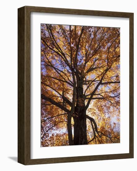 Red Maple Tree, Kentucky, USA-Adam Jones-Framed Photographic Print