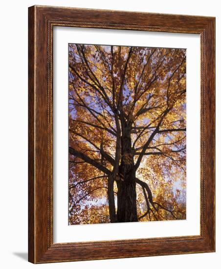 Red Maple Tree, Kentucky, USA-Adam Jones-Framed Photographic Print