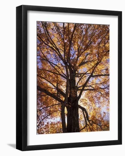 Red Maple Tree, Kentucky, USA-Adam Jones-Framed Photographic Print