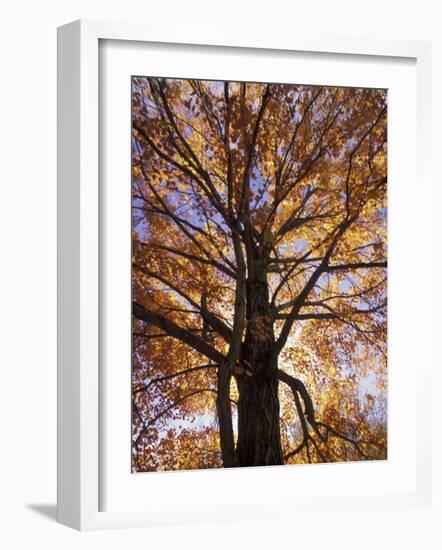 Red Maple Tree, Kentucky, USA-Adam Jones-Framed Photographic Print