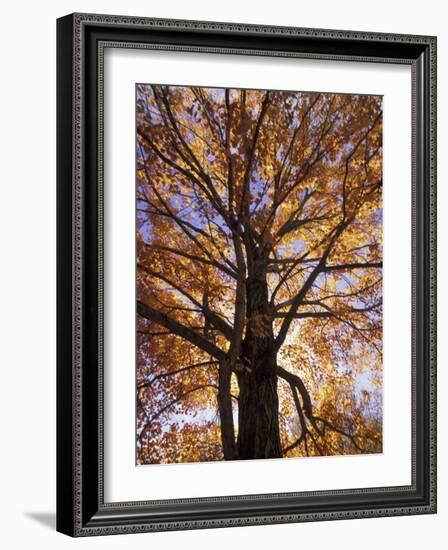 Red Maple Tree, Kentucky, USA-Adam Jones-Framed Photographic Print