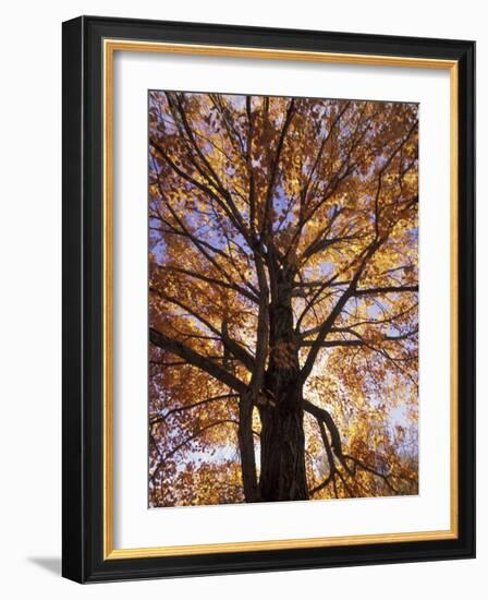 Red Maple Tree, Kentucky, USA-Adam Jones-Framed Photographic Print
