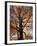 Red Maple Tree, Kentucky, USA-Adam Jones-Framed Photographic Print