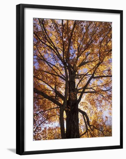 Red Maple Tree, Kentucky, USA-Adam Jones-Framed Photographic Print