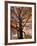 Red Maple Tree, Kentucky, USA-Adam Jones-Framed Photographic Print