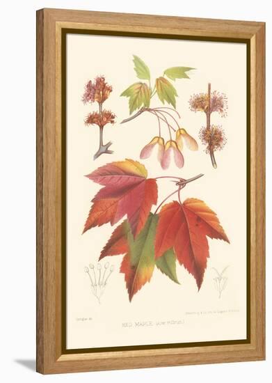 Red Maple-Sprague-Framed Stretched Canvas