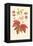 Red Maple-Sprague-Framed Stretched Canvas